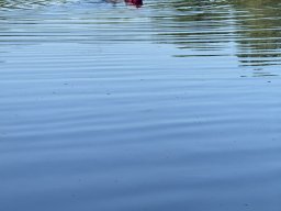 Mainschwimmen Juni 2026